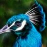 Avatar of plasmapeacock